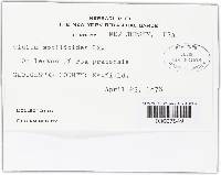 Blumeria graminis image