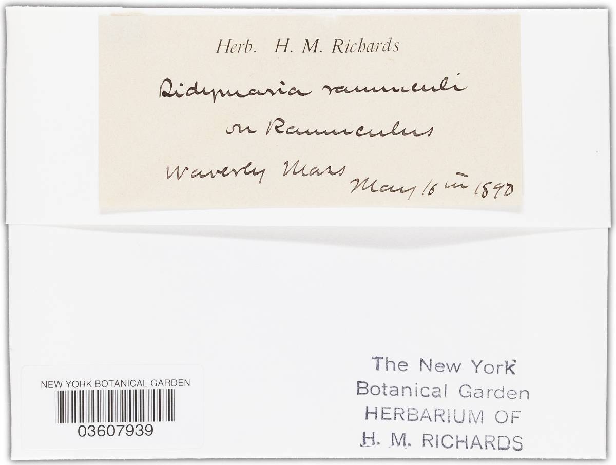 Ramularia ranunculi-montani image