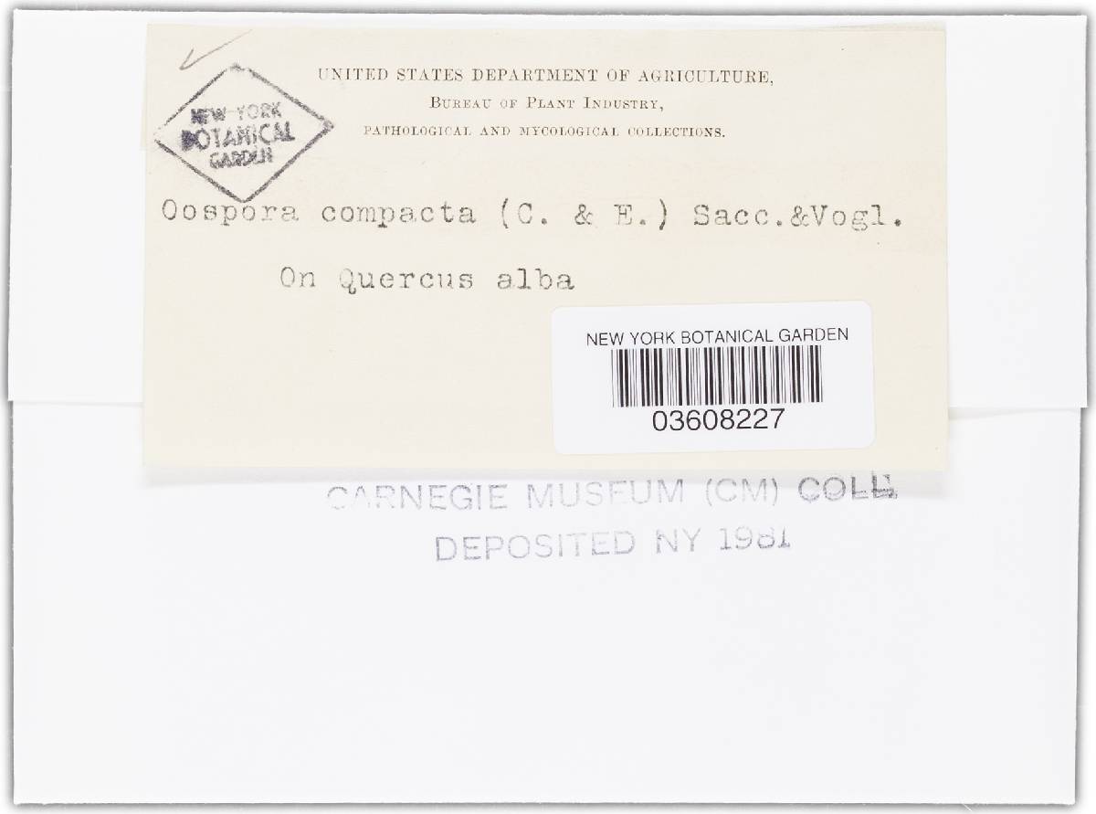 Oospora compacta image