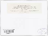 Oospora compacta image