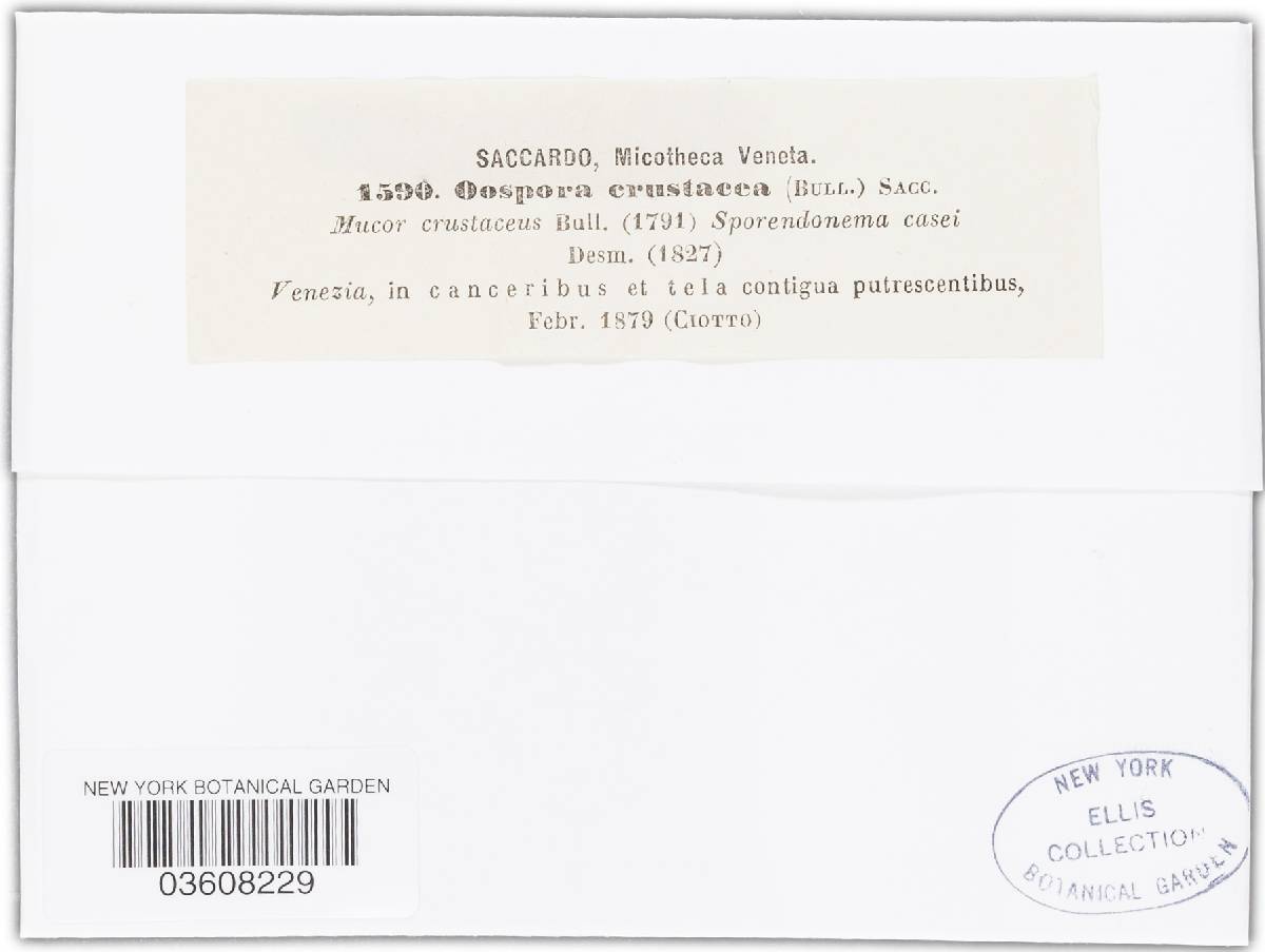 Oospora compacta image