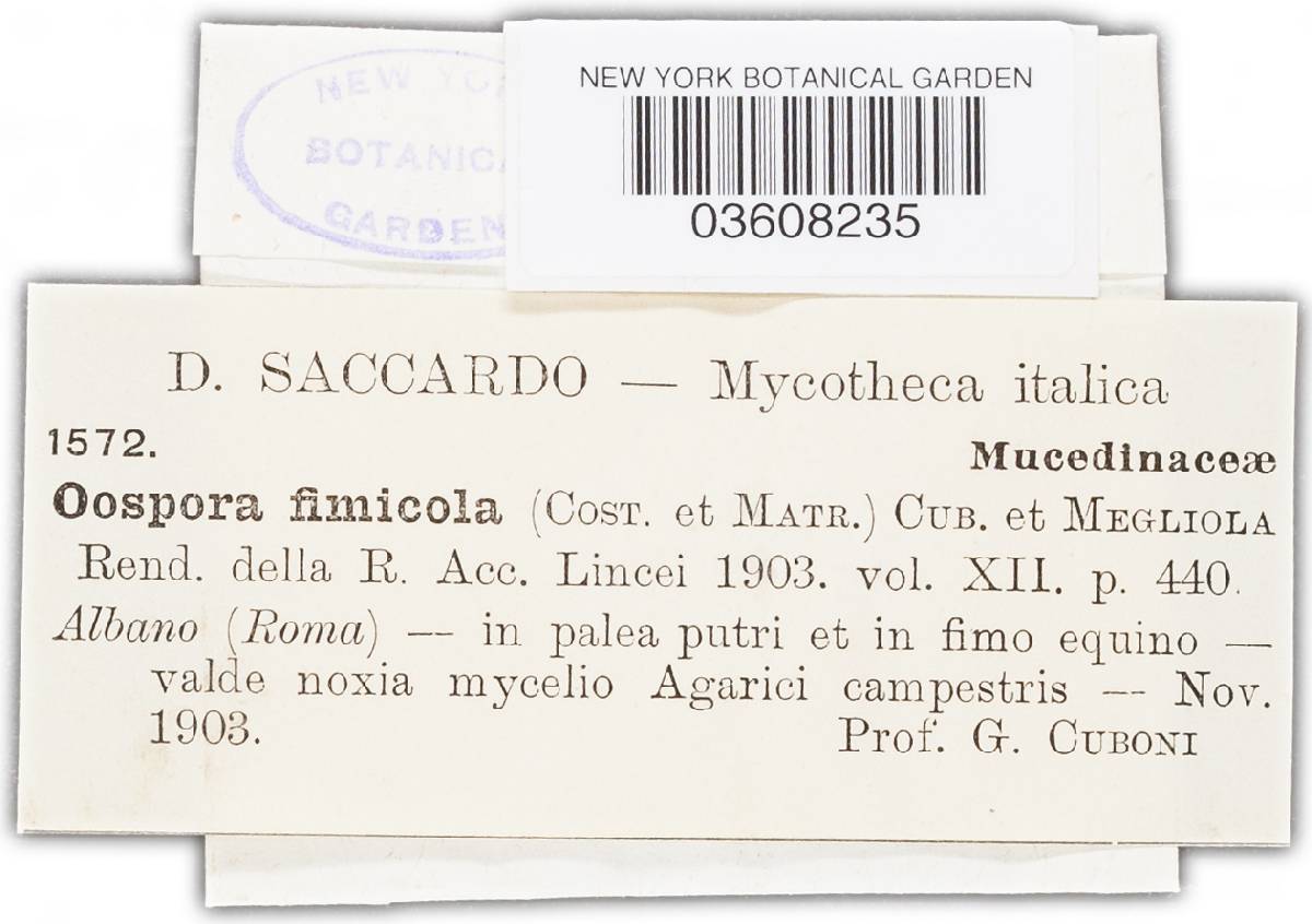 Oospora fimicola image