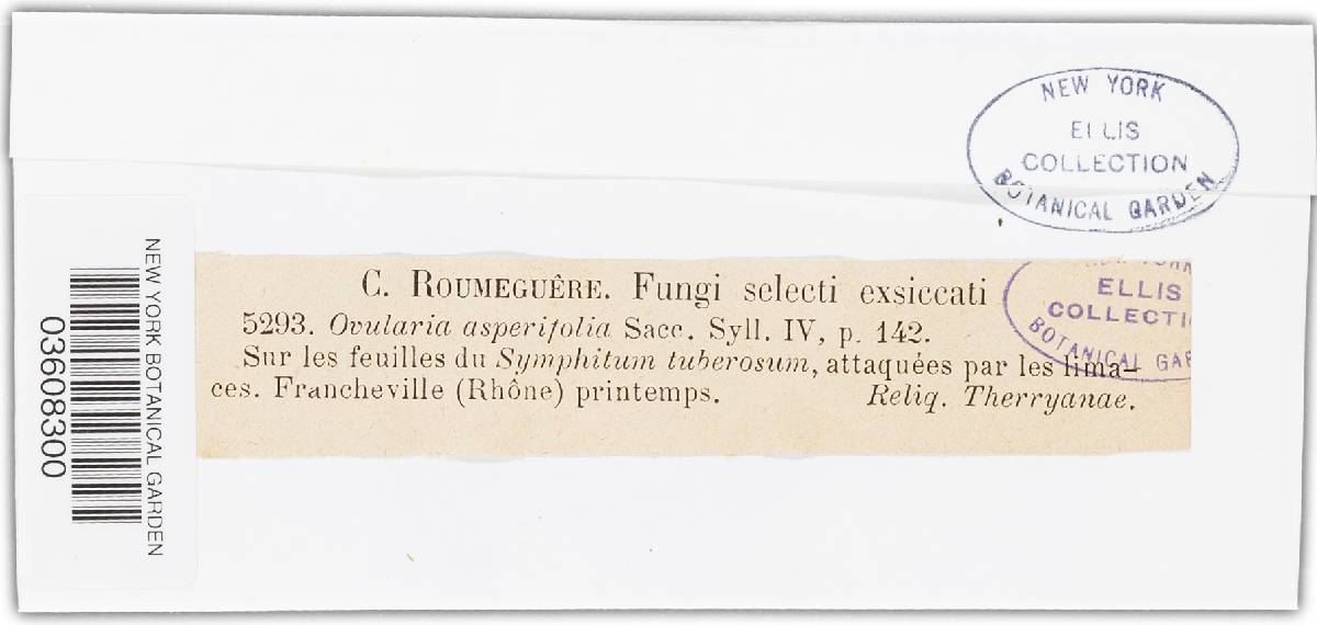 Ovularia asperifolii image