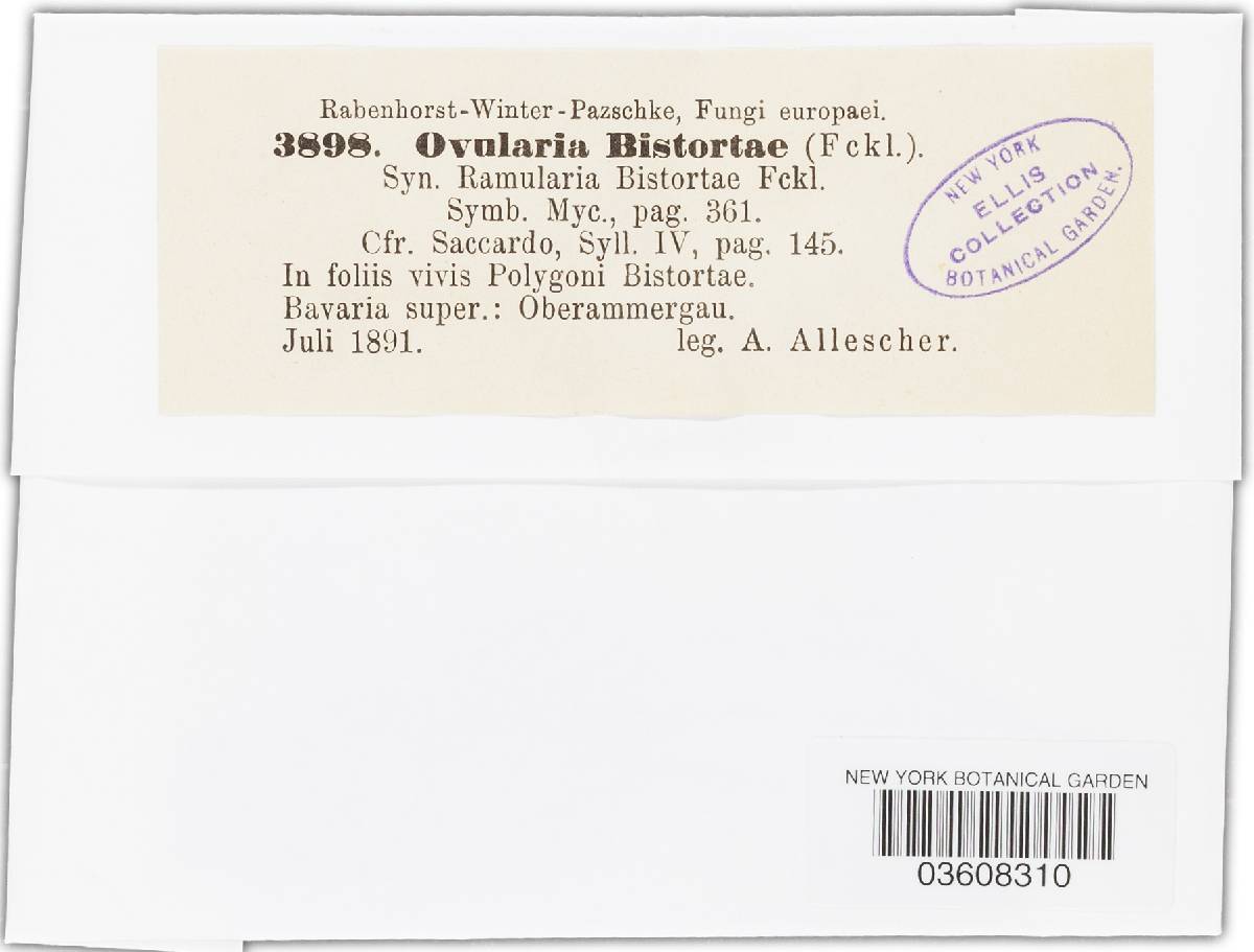 Ovularia bistortae image