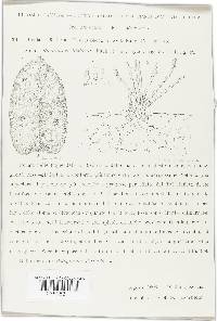 Ovularia bistortae image