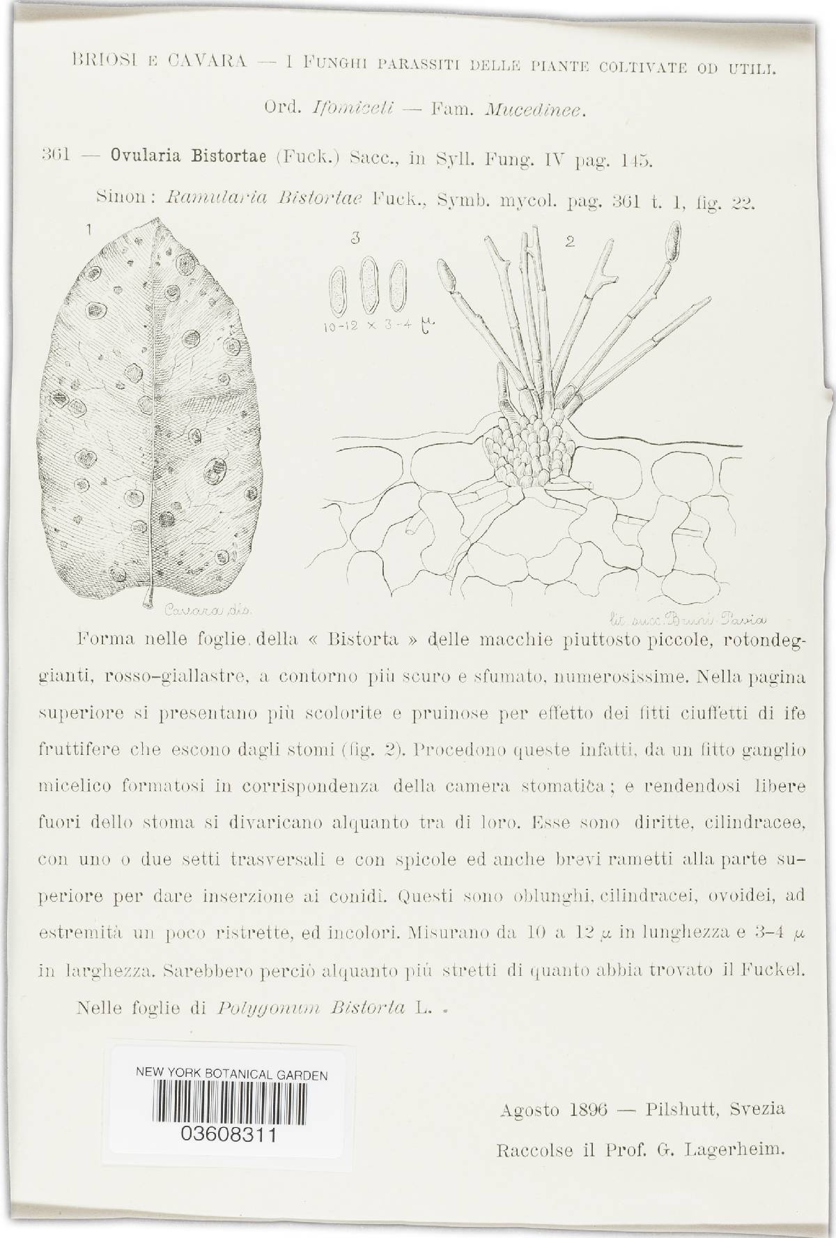 Ovularia bistortae image