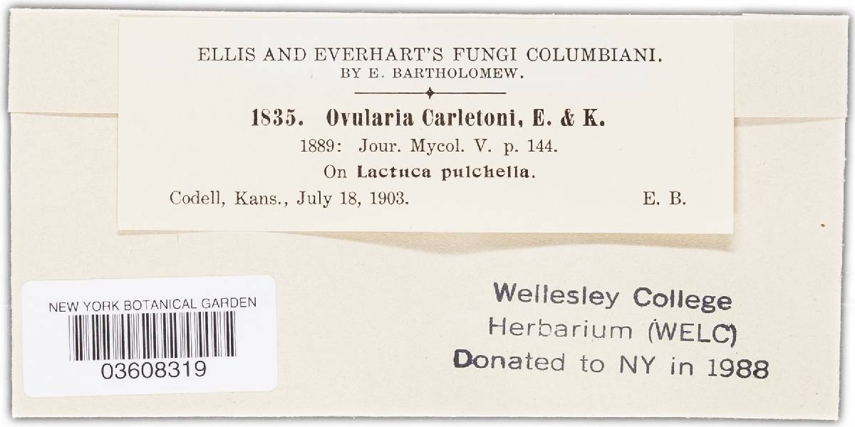 Ovularia carletoni image