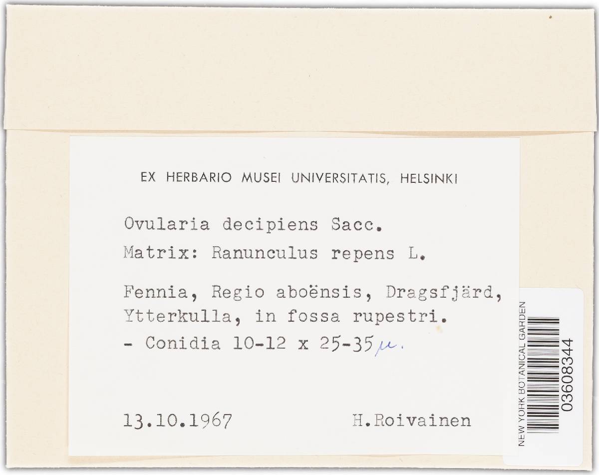 Ovularia decipiens image