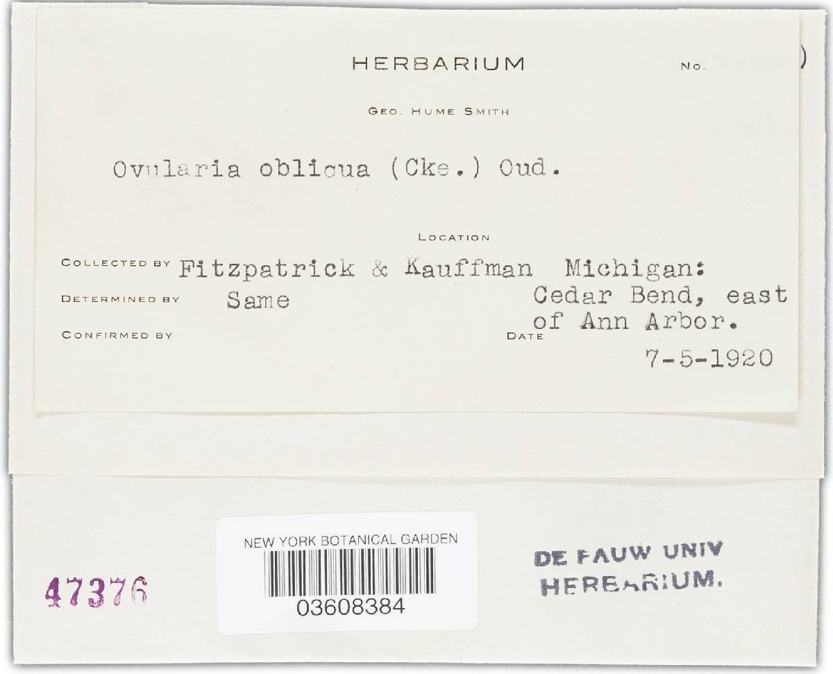 Ovularia obliqua image