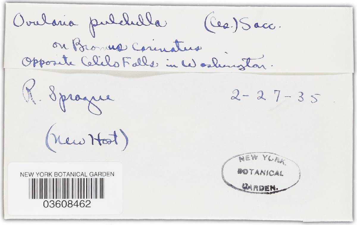 Ovularia pulchella image