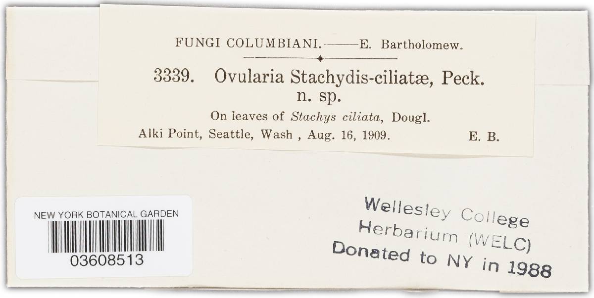 Ovularia stachydis-ciliatae image
