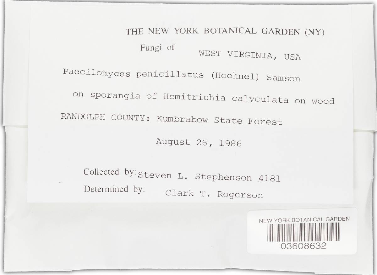 Paecilomyces penicillatus image