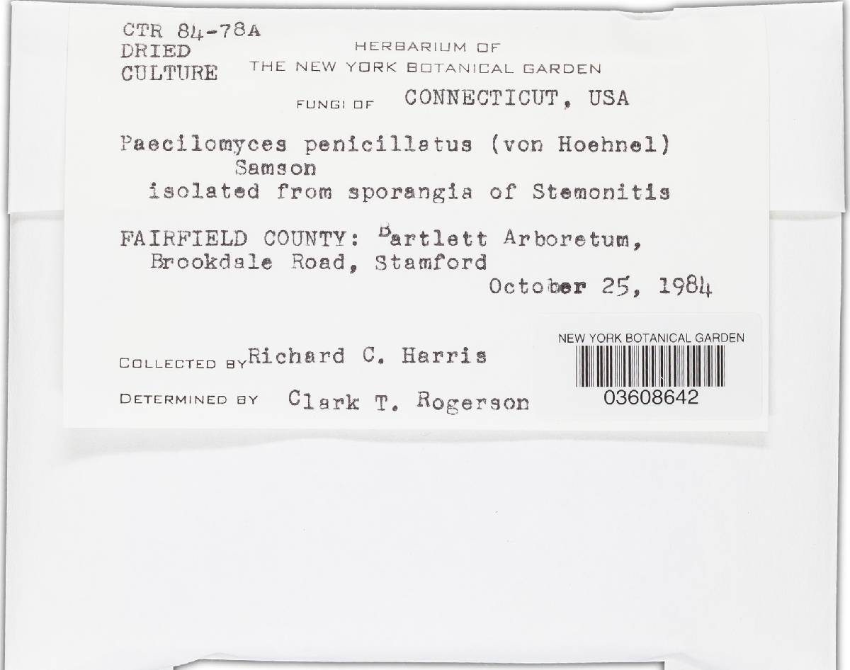 Paecilomyces penicillatus image