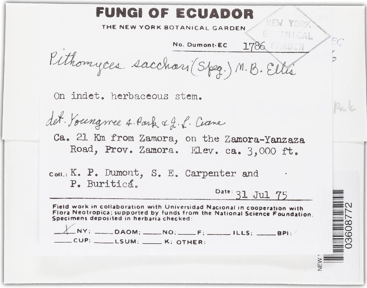 Pithomyces sacchari image