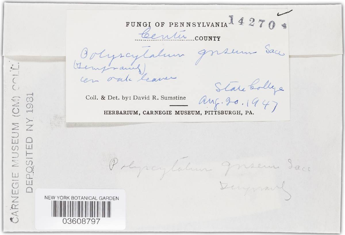 Polyscytalum griseum image