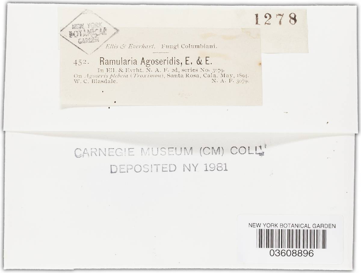 Ramularia agoseridis image