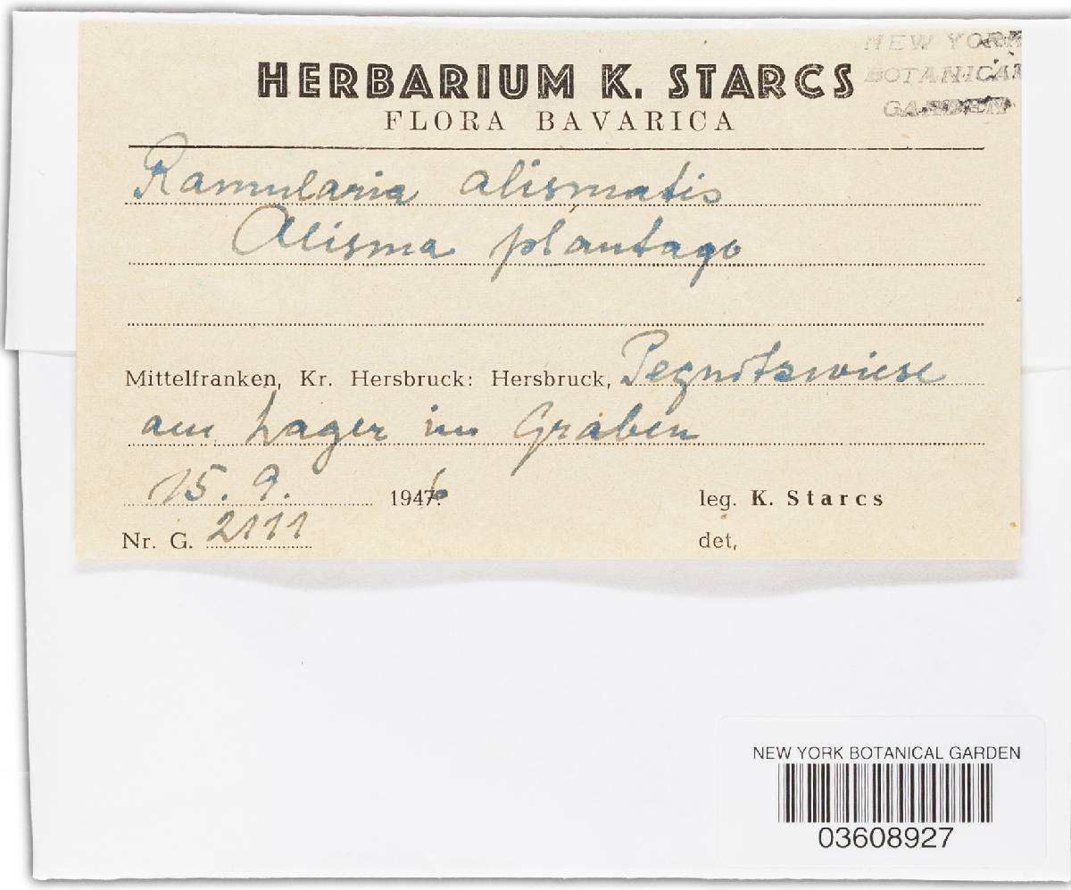 Ramularia alismatis image