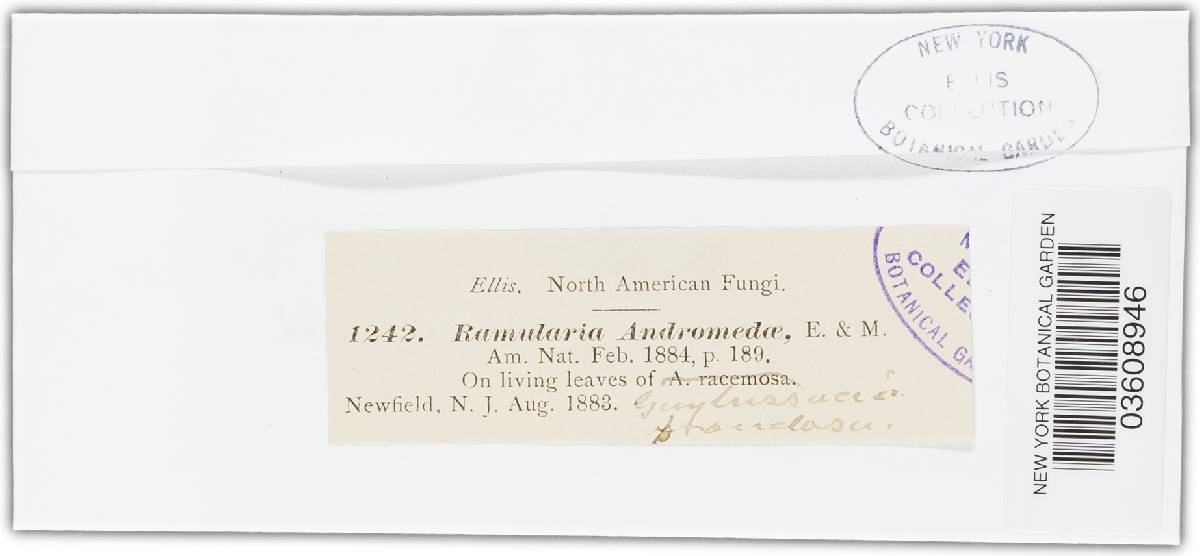 Ramularia andromedae image