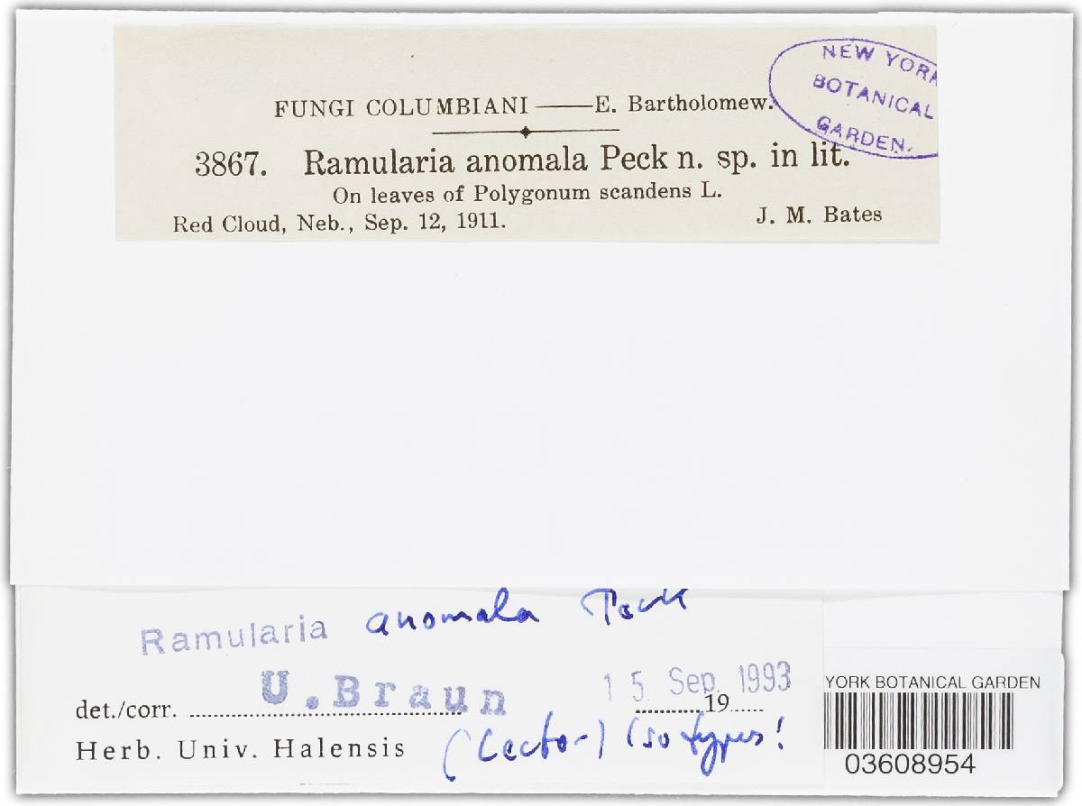 Ramularia anomala image
