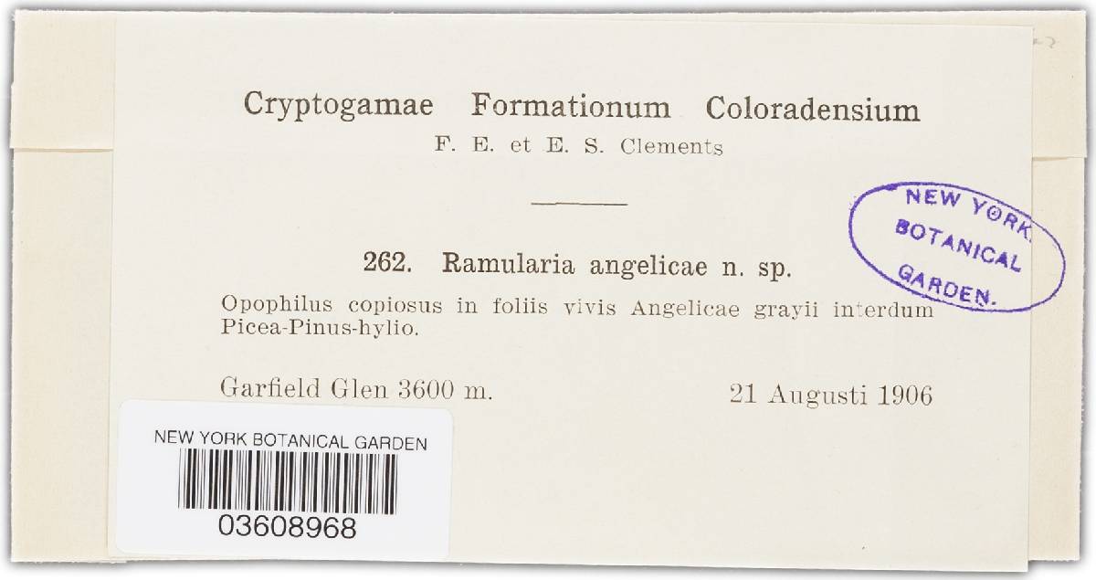 Ramularia archangelicae image