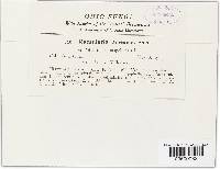 Ramularia arvensis image