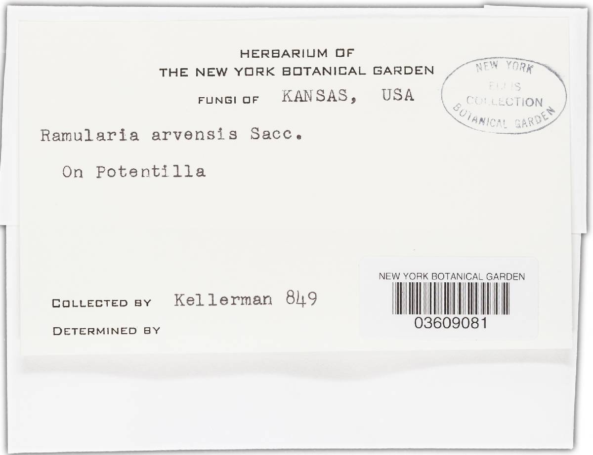 Ramularia arvensis image