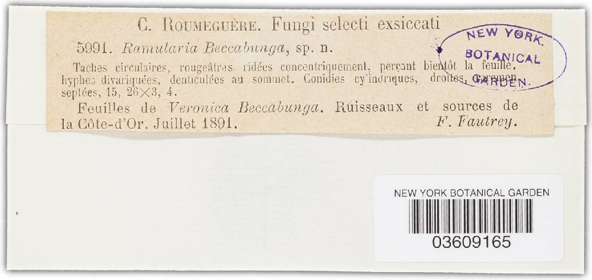 Ramularia beccabungae image