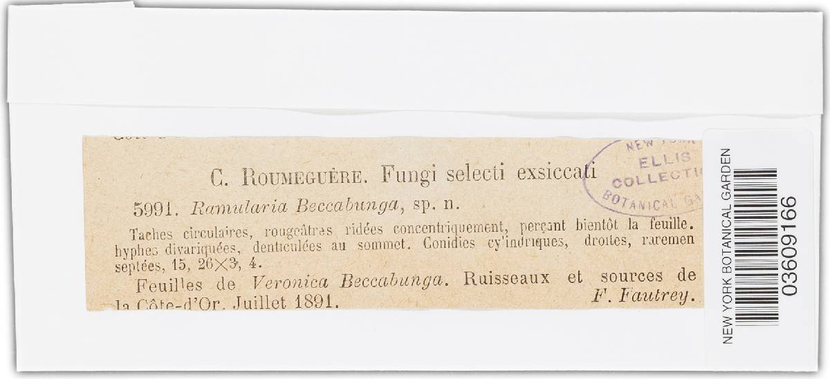 Ramularia beccabungae image