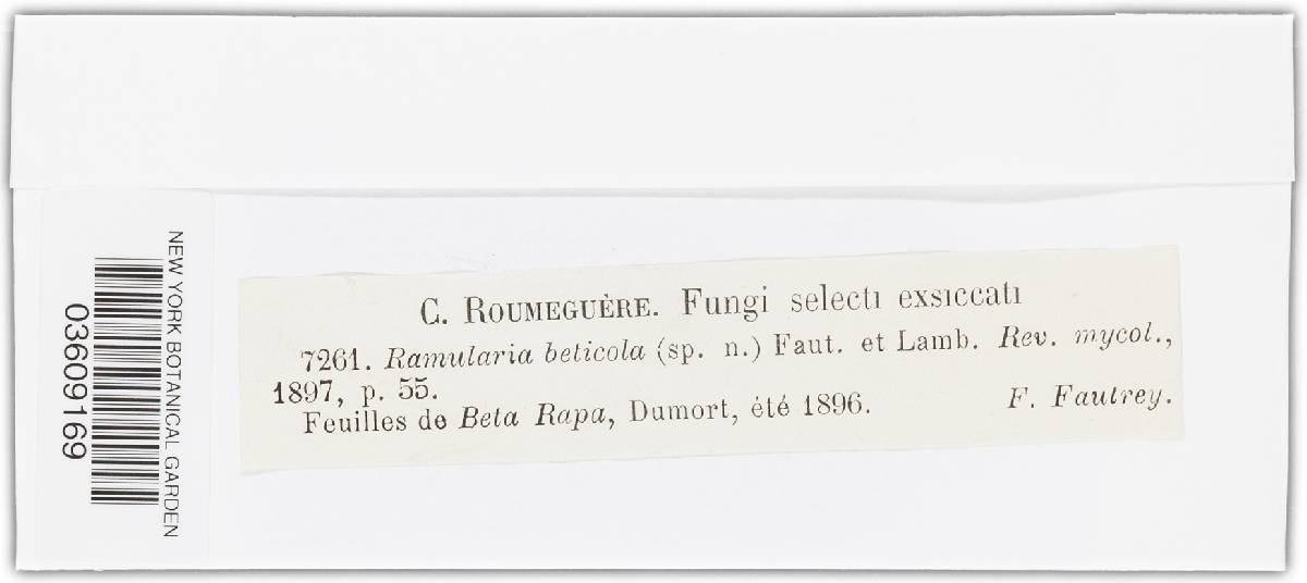 Ramularia bellunensis image