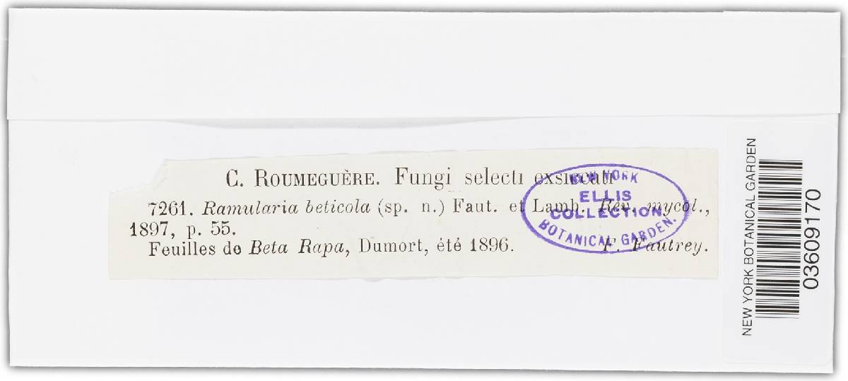 Ramularia bellunensis image
