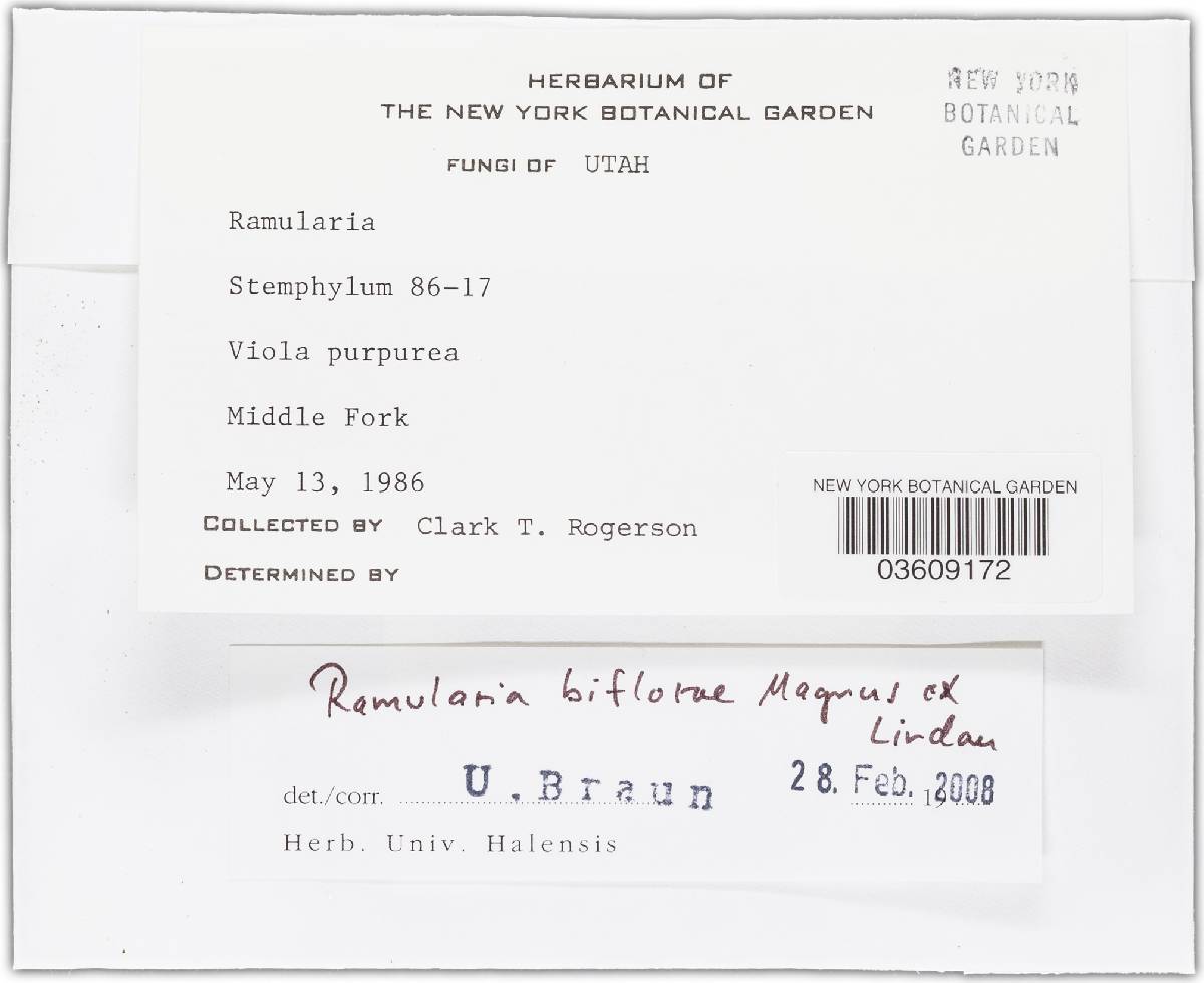 Ramularia biflorae image