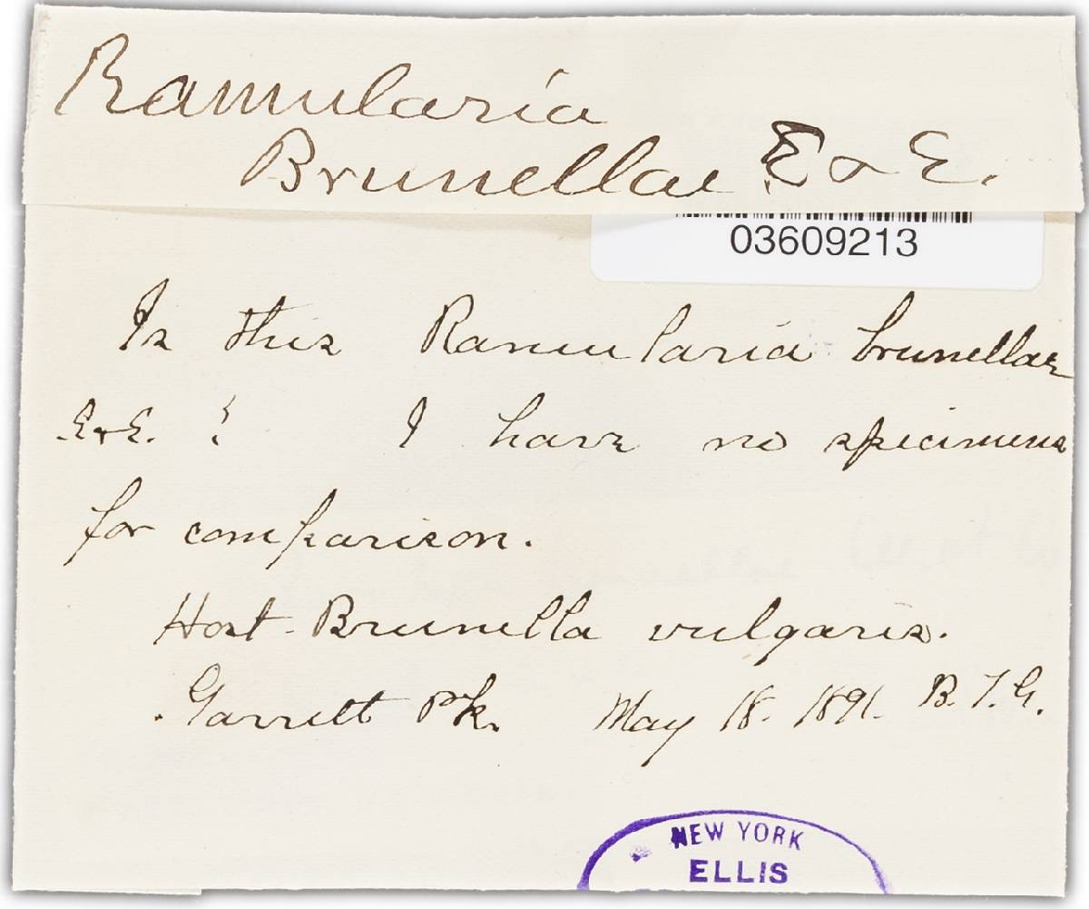 Ramularia brunellae image