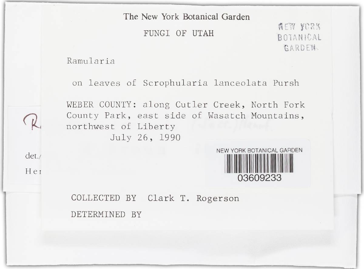 Ramularia carneola image