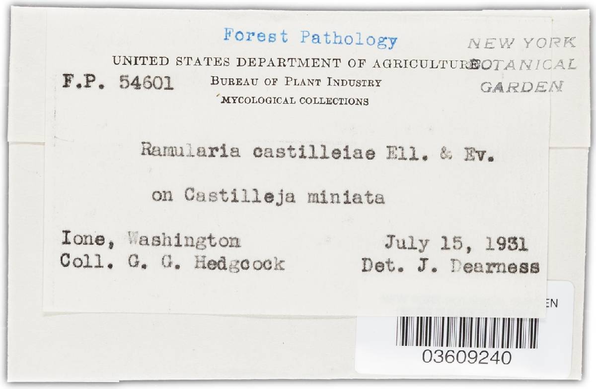 Ramularia castillejae image