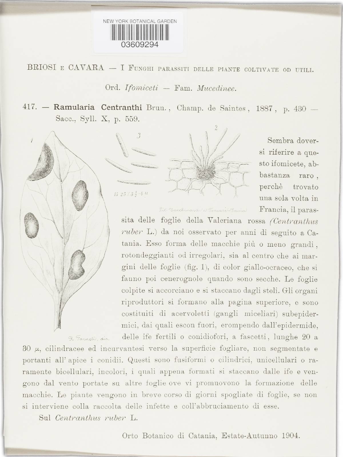 Ramularia centranthi image