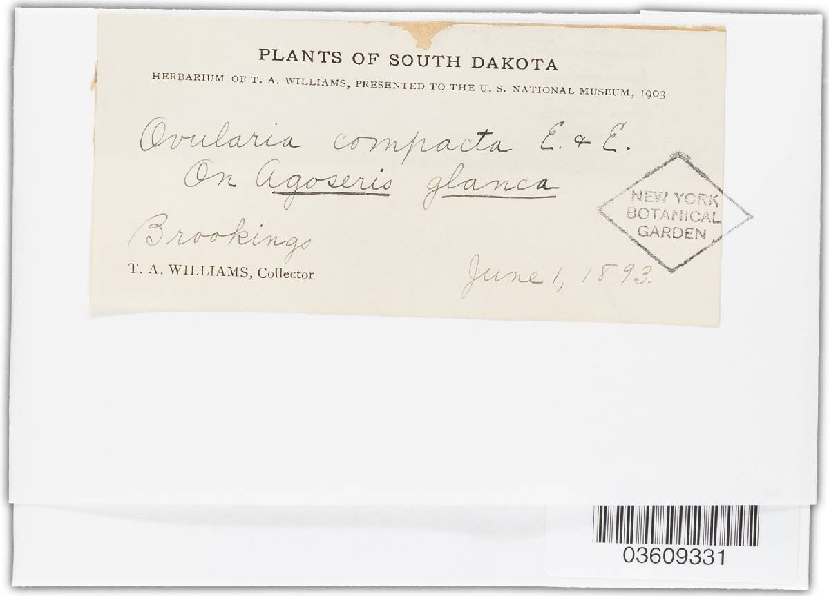 Ramularia compacta image