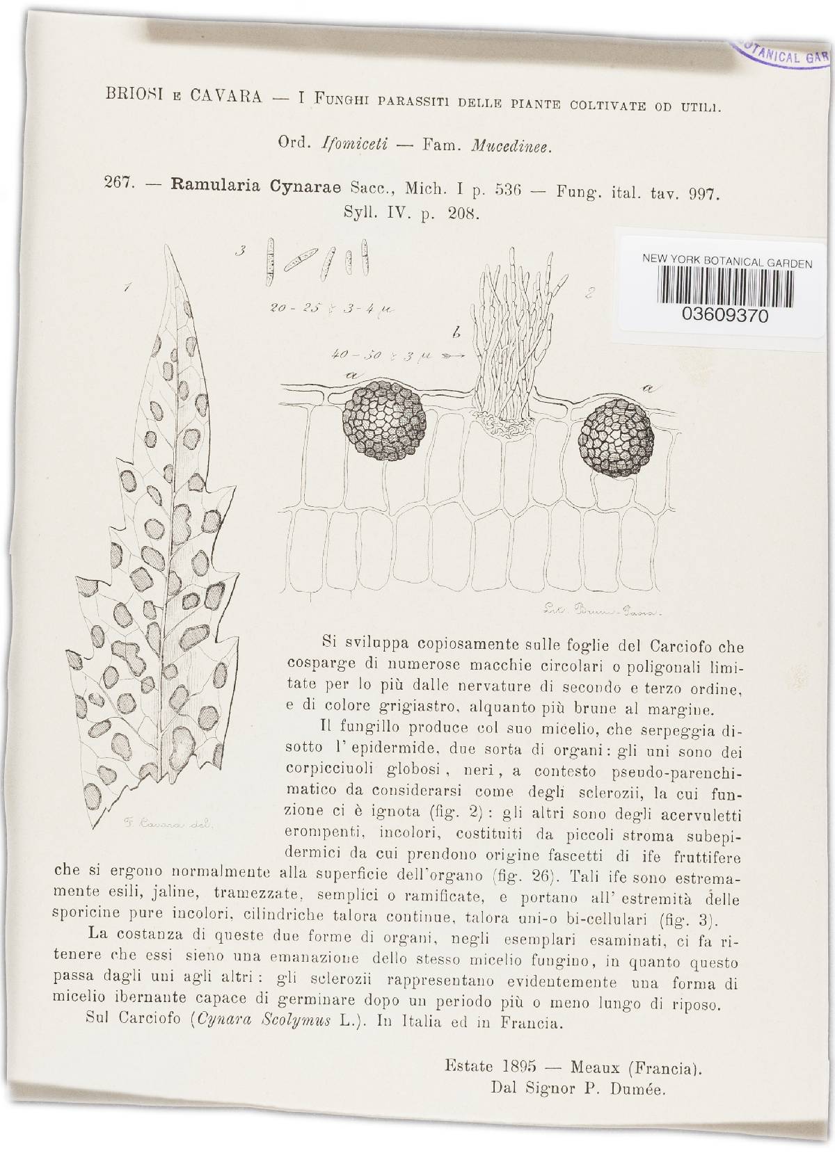 Ramularia cynarae image