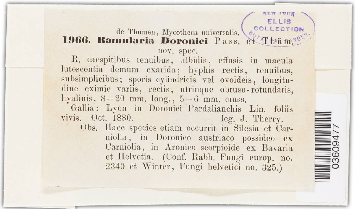 Ramularia doronici image