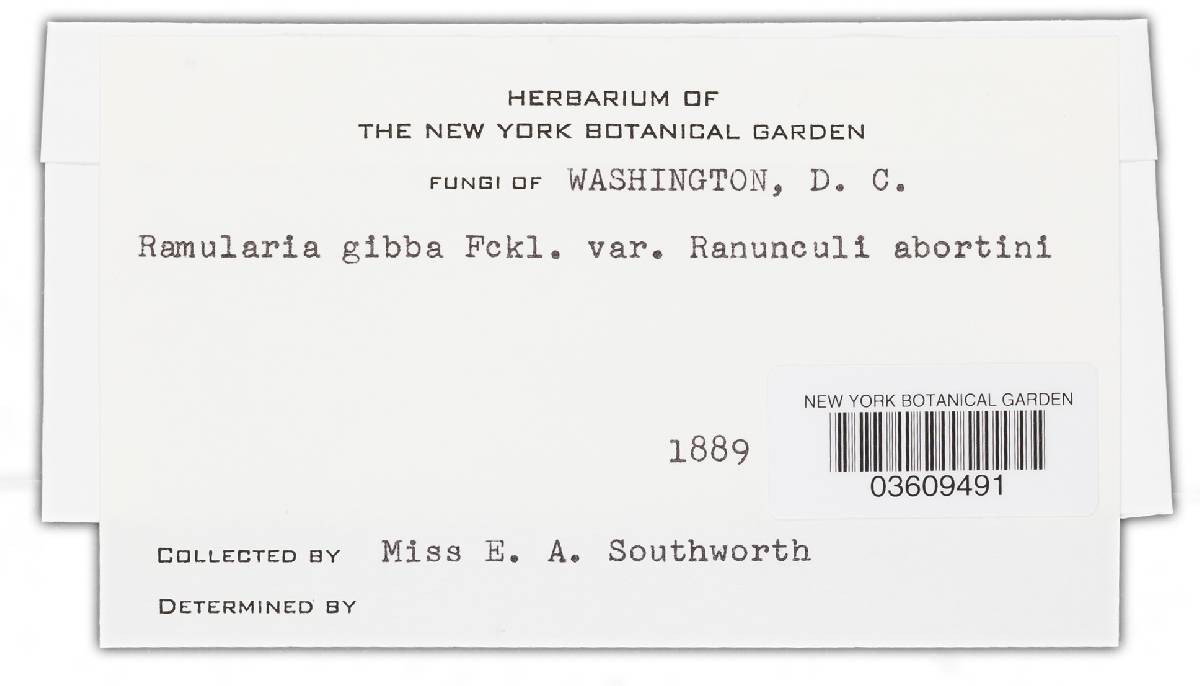 Ramularia exigua image