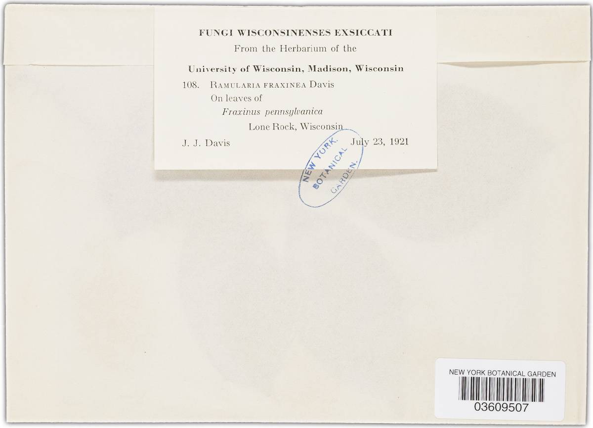 Ramularia fraxinea image