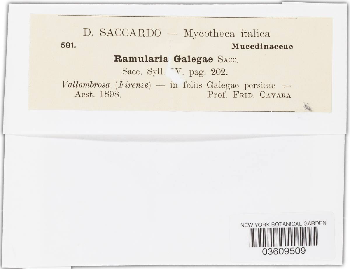 Ramularia galegae image