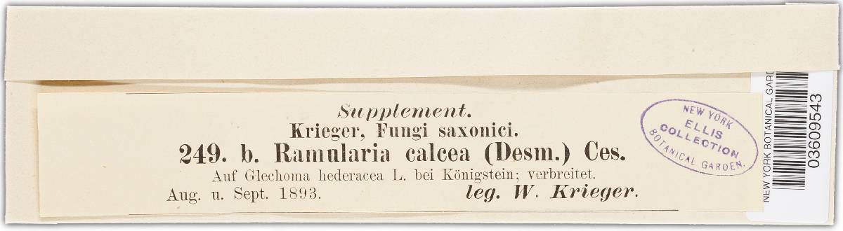 Ramularia glechomatis image