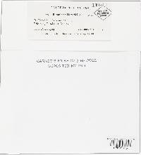 Ramularia heraclei image
