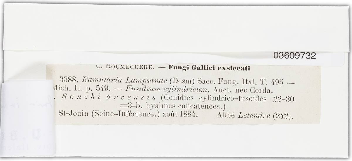 Ramularia lampsanae image