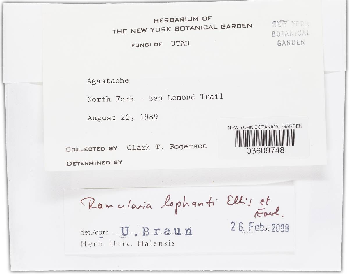Ramularia lonicerae image