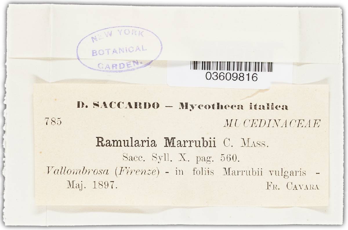 Ramularia marrubii image