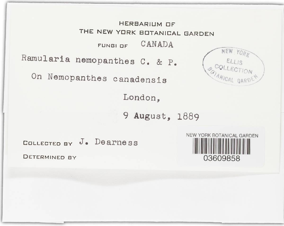 Ramularia nemopanthis image