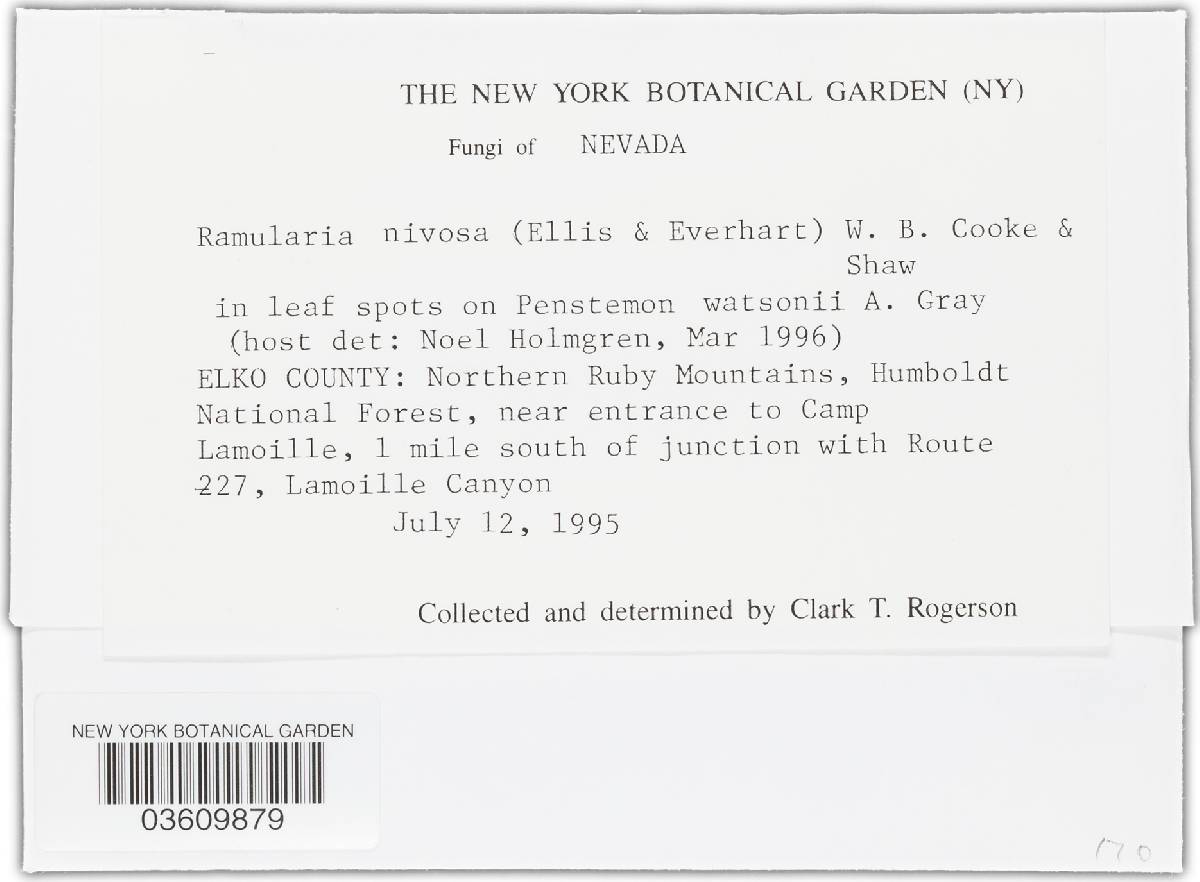 Ramularia nivosa image