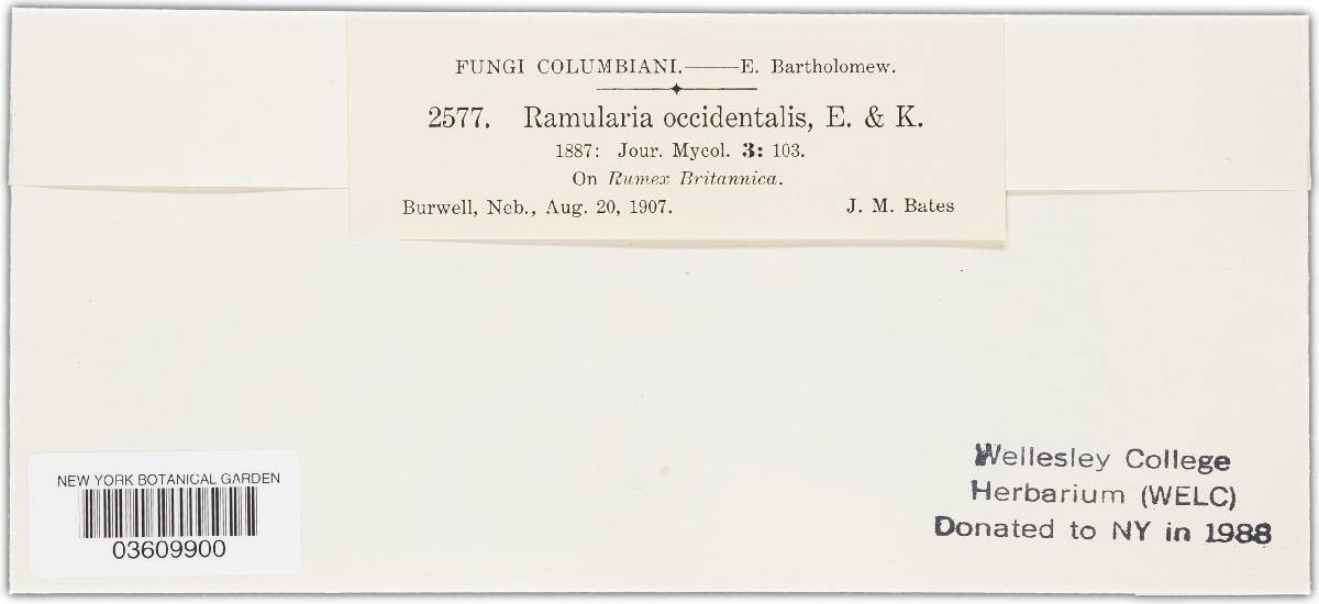 Ramularia occidentalis image