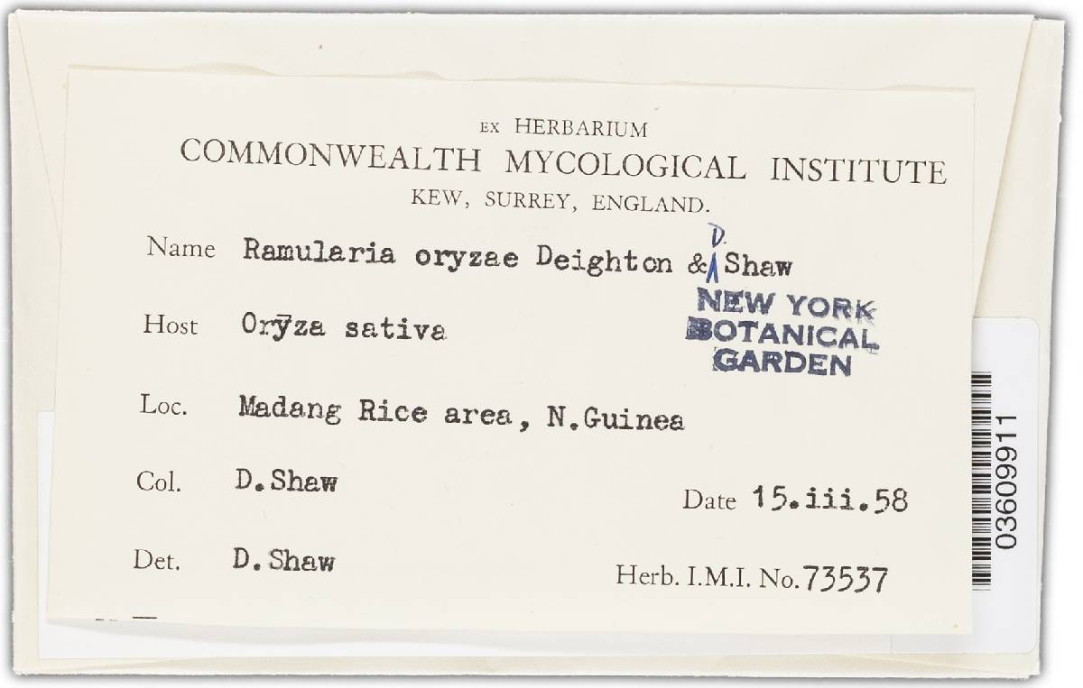 Mycovellosiella oryzae image